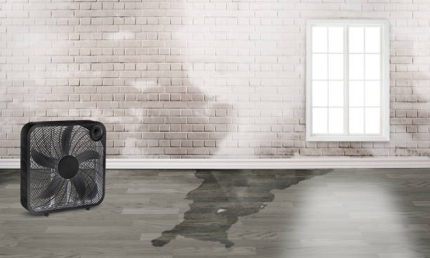 Best Basement water damage restoration  in South Greeley, WY
